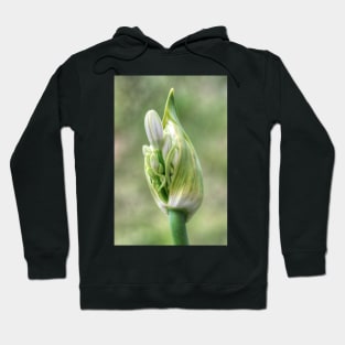 Agapanthus Birthing Hoodie